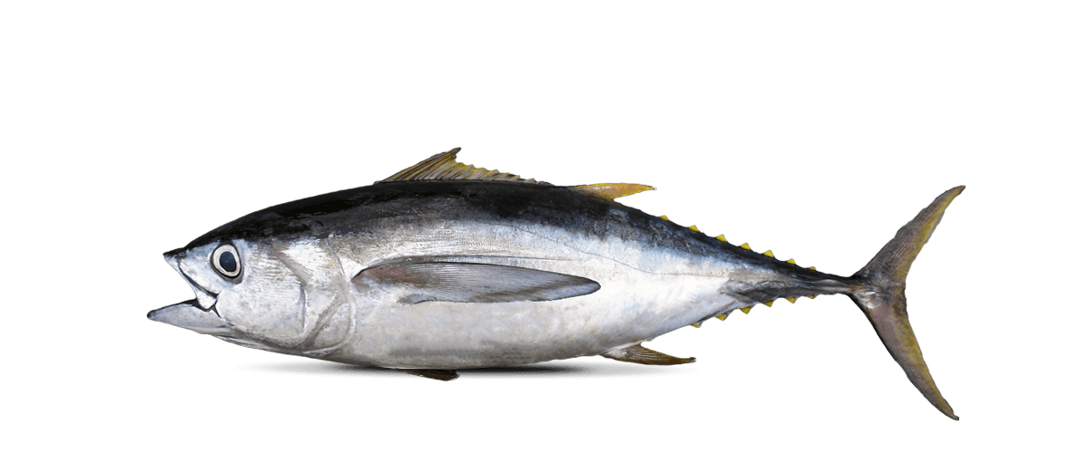 Bigeye Tuna